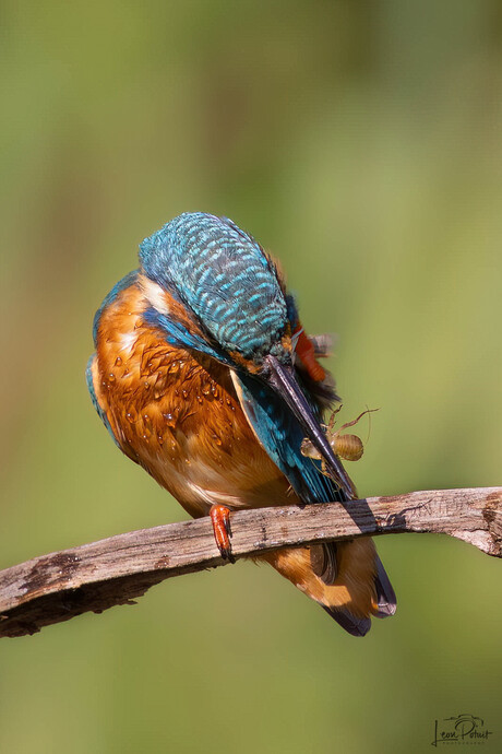 IJsvogel