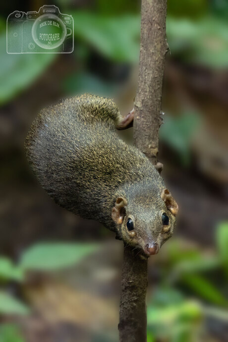 Een toepaja, Thailand.