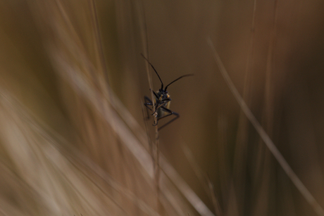 Grote bonte graswants