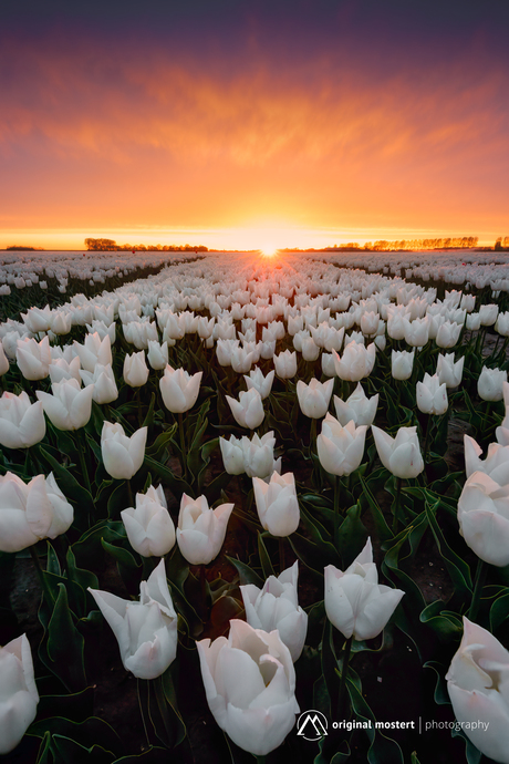 Witte tulpen onder een vurige hemel...