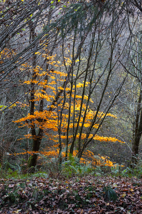 goud in de herfst