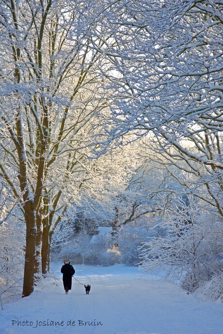 Sneeuwwandeling met de hond