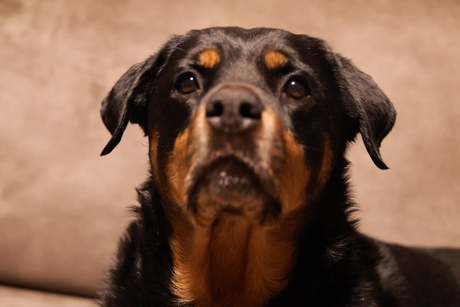 Bella Rottweiler 