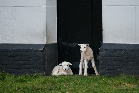 Lammetjes
