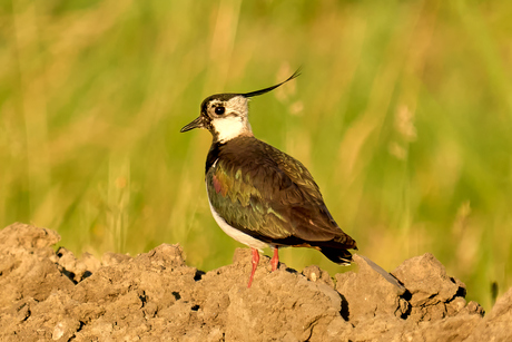 Kievit in het zonnetje