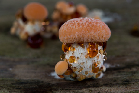 Zeldzame Zwetende Zalmzwammen