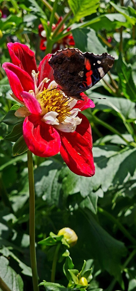 Vlinder geniet van de nectar