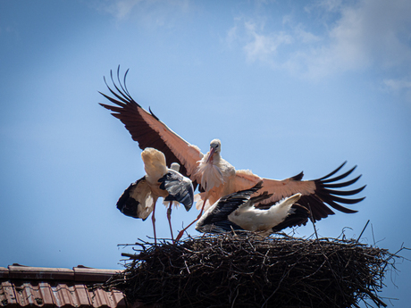 Ooievaars moederkloek