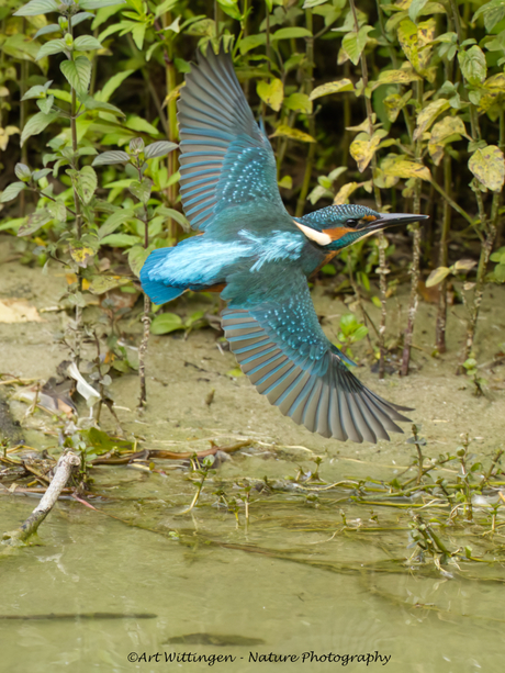 Opvliegende IJsvogel