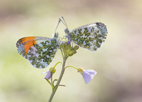 Together at the top!
