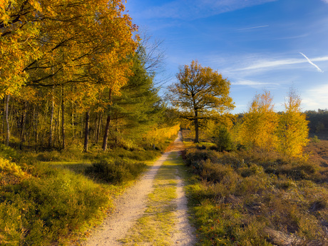 Herfst in Prattenburgse bos