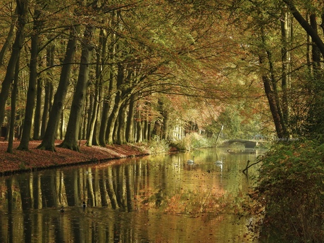 Witte zwanen in de herfstkleuren