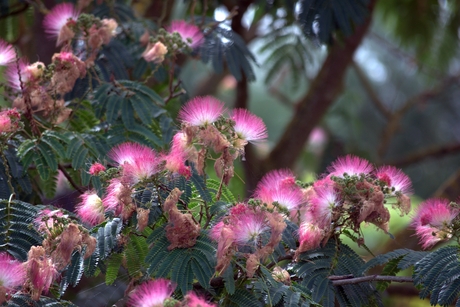 Persische Slaapboom of Zijdeboom 