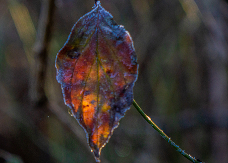 Herfst blad