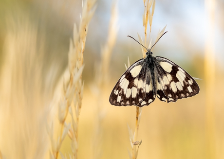 Dambordje in de opkomende zon