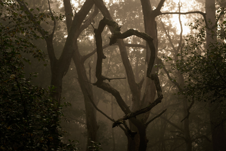 Mystiek in het bos 