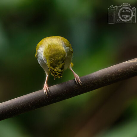 Geel vogeltje in Thailand