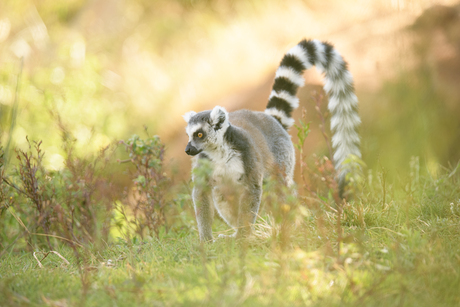 Ringstaart maki op Madagaskar