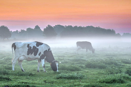 Mistige zonsopkomst. 