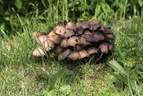 Zomerse Paddenstoelen