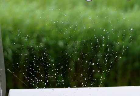 Spinnenweb in de regen