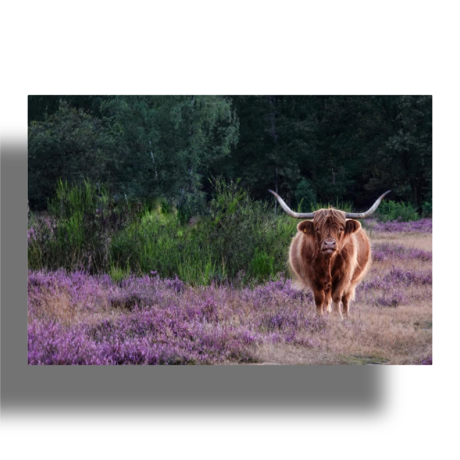 Schotse hooglanders in de heide 