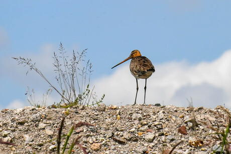 Grutto langs de Friese wateren