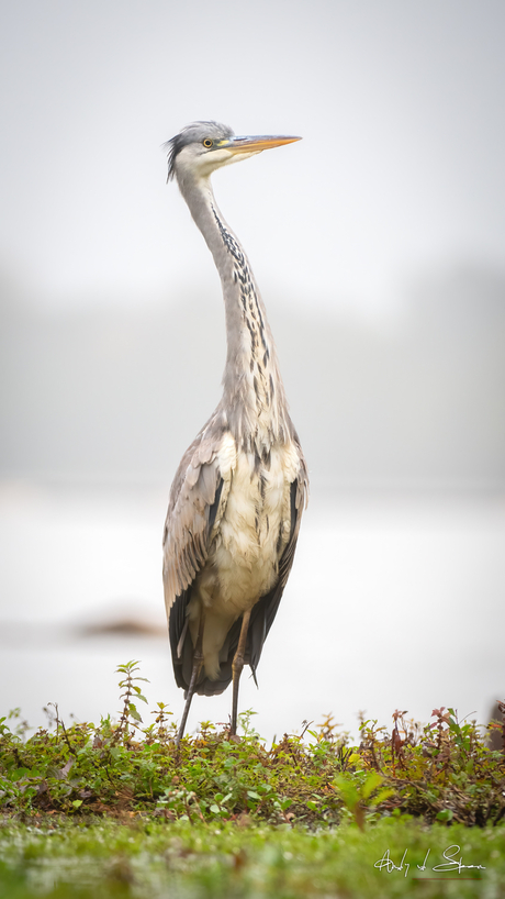 blauwe reiger