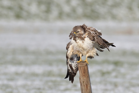 shake feathers