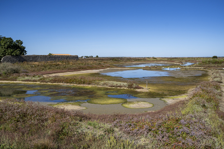 kleurrijk moeras