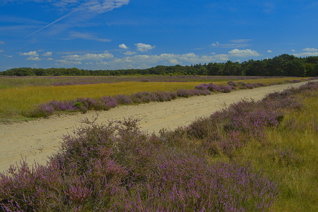 paars en blauw