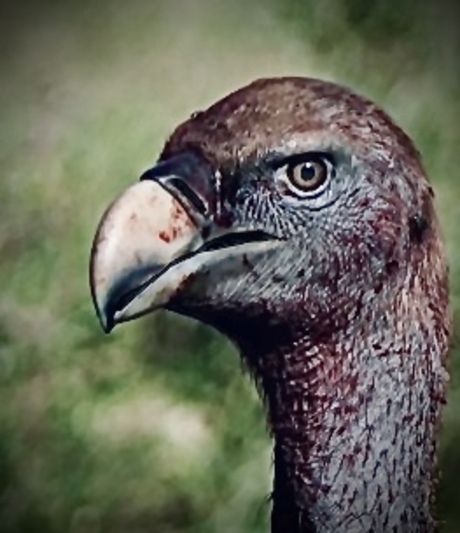 A real prehistoric gaze