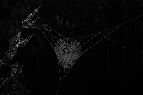 spinnenweb met dauw