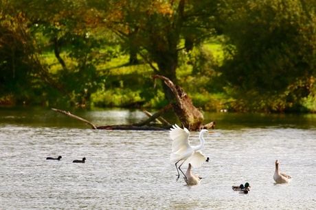 Grote zilverreiger