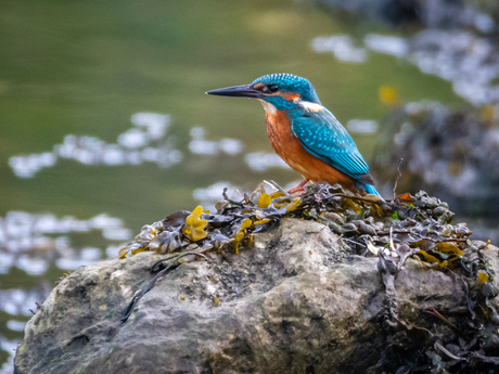 IJsvogel