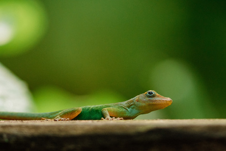 Marmeranolis