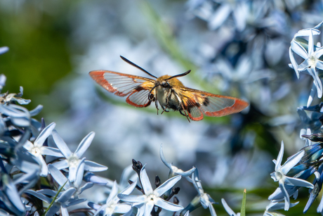 Glasvleugelpijlstaart
