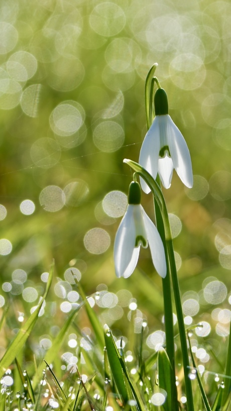 Sneeuwklokjes en bokeh
