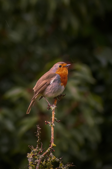 Rood Robijntje