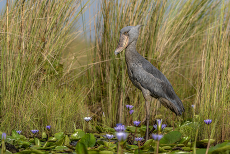 Shoebill.