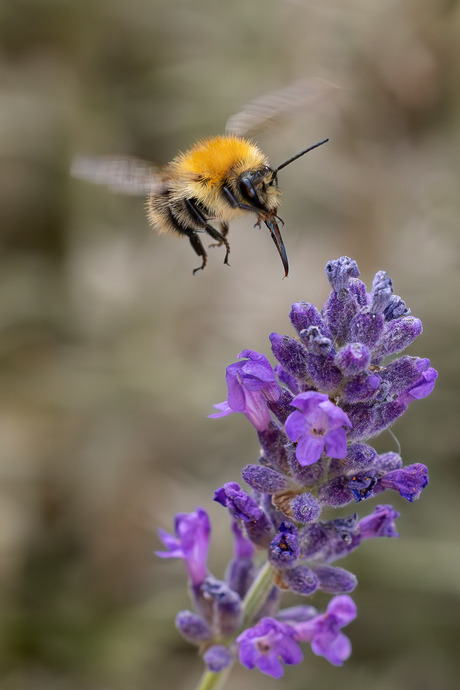 Akkerhommel in de vlucht