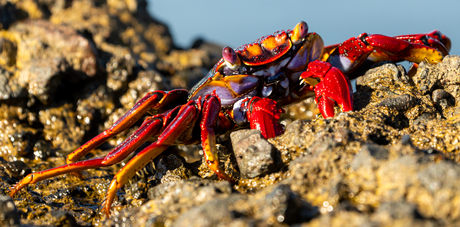 krab bij La Palma