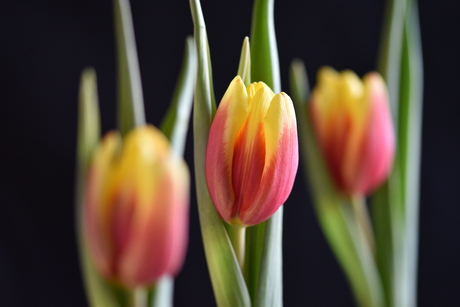 Tulpen