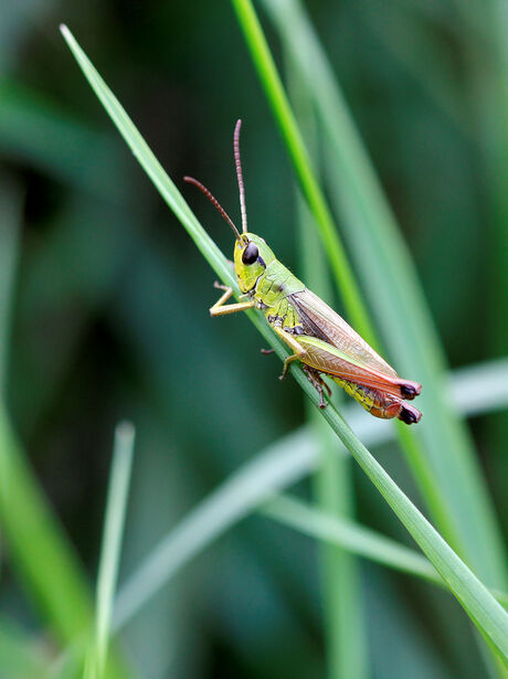 Moerassprinkhaan.