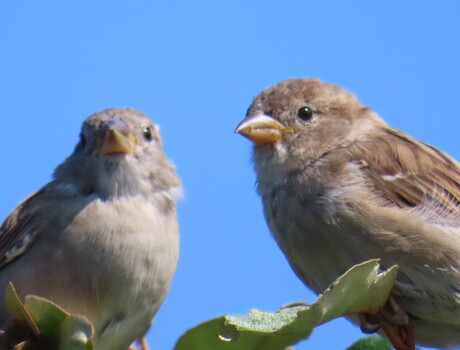 Mussen in de boom