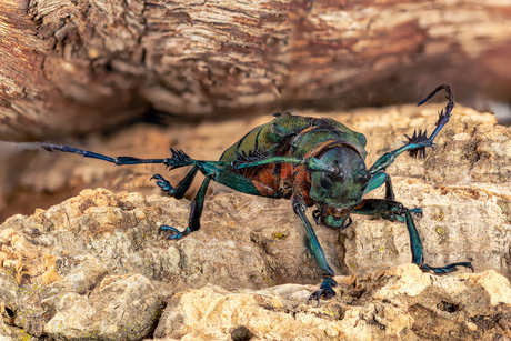 Diastocera wallichi tricincta