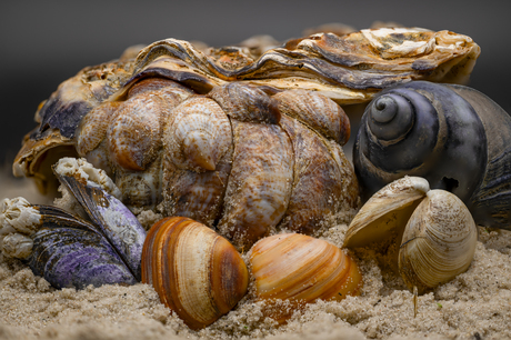 Focus stack Strand stilleven 