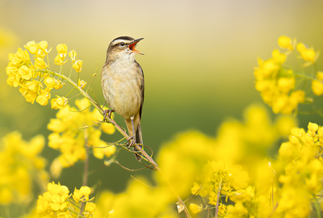 Rietzanger in het koolzaad