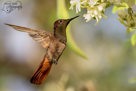 Kolibrie op Bonaire
