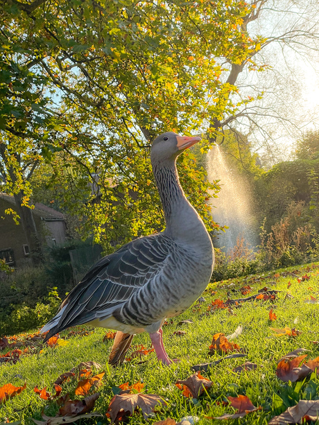 Gans in herfstzon